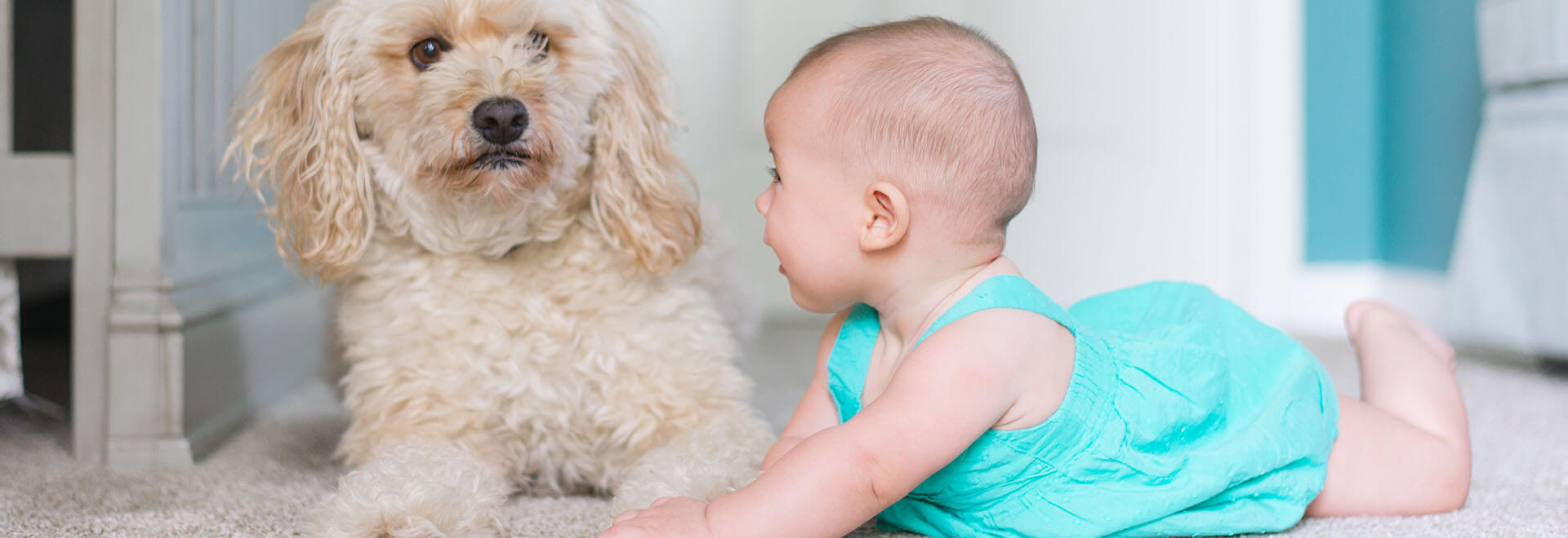 Website Banner - Gary’s Carpet Cleaning